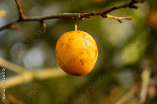 a single yellow plum on a branch