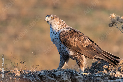 Águila perdicera en el suelo del bosque (Aquila fasciata) Adamuz Córdoba Andalucía España 