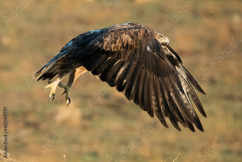 Aguila perdicera  (Aquila fasciata) © JOSE ANTONIO