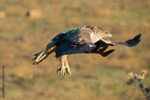 Aguila perdicera  (Aquila fasciata)