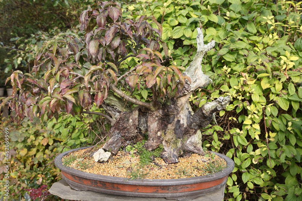 Living Art Penjing And Bonsai at Joshua Hallett blog