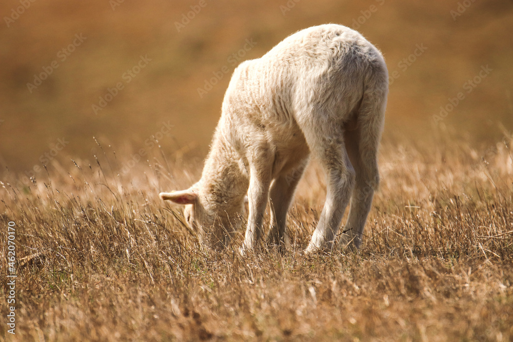 Fototapeta premium Baby sheep in a field