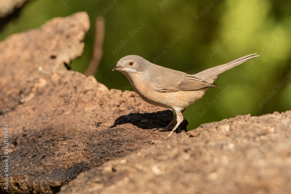 Curruca Mosquitera posada en el suelo del bosque (Sylvia borin) Marbella Málaga Andalucía España