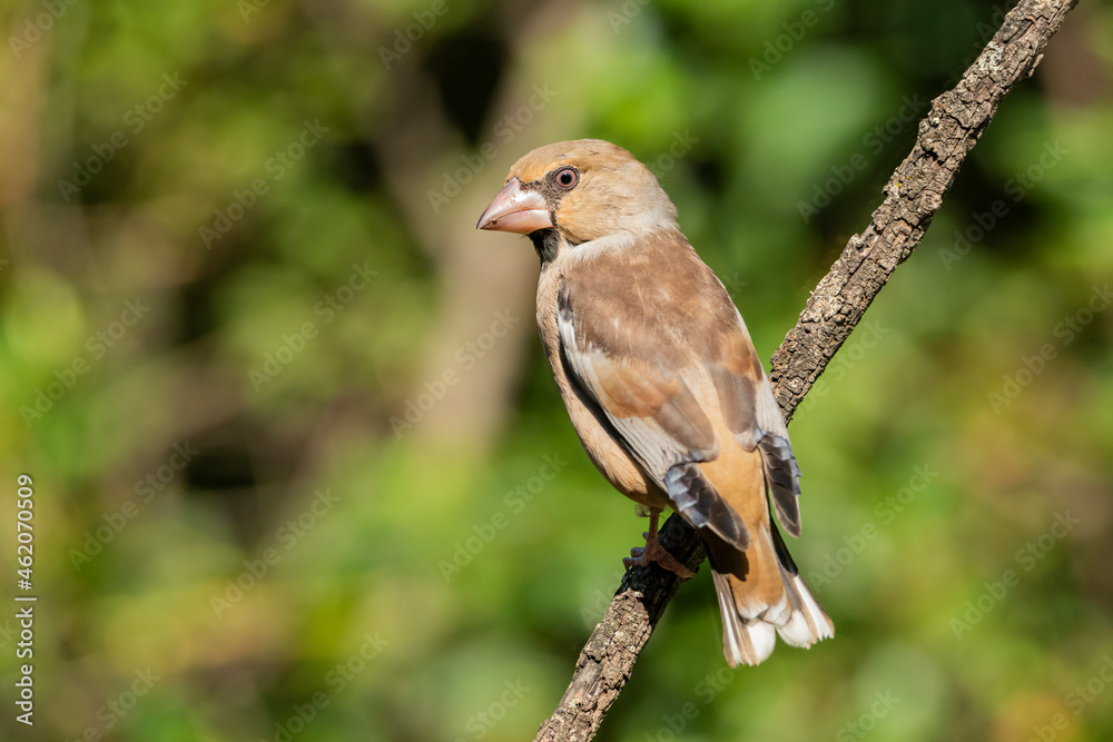 Picogordo común posado en una rama diagonal y mirando de lado (Coccothraustes coccothraustes) Adamuz Córdoba Andalucía España Picogordo común posado en una rama diagonal y mirando de lado (Coccothraustes coccothraustes) Adamuz Córdoba Andalucía España