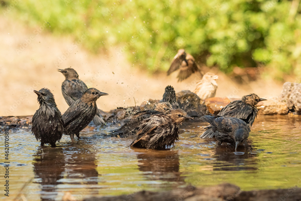 Fototapeta premium estorninos negros y pintos bañándose y salpicando agua (Sturnus vulgaris) ​ (Sturnus unicolor) Adamuz Córdoba Andalucía España 