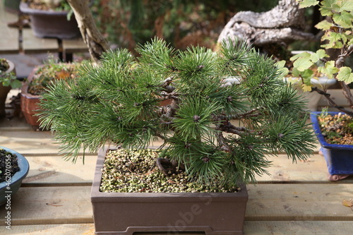 Bonsai, little tree in traditional Japanese garden. Bonsai tree. Bonsai in pot. Japanese plant art. Original traditional Chinese art penjing or penzai. Miniature living landscape. Bonsai mini tree photo