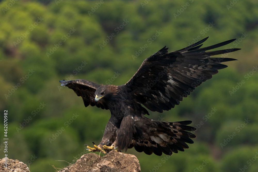 Fototapeta premium águila real con las alas abiertas llegando al posadero (Aquila chrysaetos) Adamuz Córdoba Andalucía España 