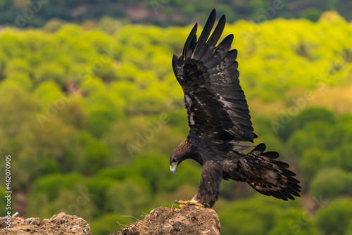 águila real de perfil con las alas abiertas llegando al posadero (Aquila chrysaetos) Adamuz Córdoba Andalucía España	