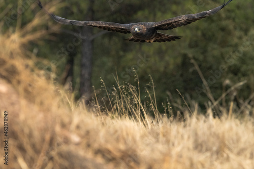 águila real en vuelo sobre el matorral seco del bosque (Aquila chrysaetos) Adamuz Córdoba Andalucía España	 photo