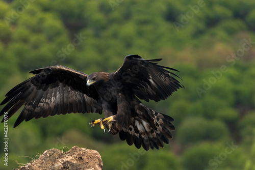 águila real llegando al posadero de piedra con las alas y las garras abiertas (Aquila chrysaetos)
