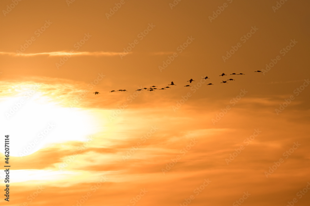 Birds flying in the background of the setting sun, Barycz Valley, birds in the air, freedom and independence, crane flights, grus grus