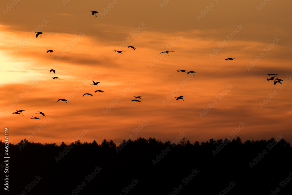 Birds flying in the background of the setting sun, Barycz Valley, birds in the air, freedom and independence, crane flights, grus grus Birds flying in the background of the setting sun, Barycz Valley, birds in the air, freedom and independence, crane flights, grus grus