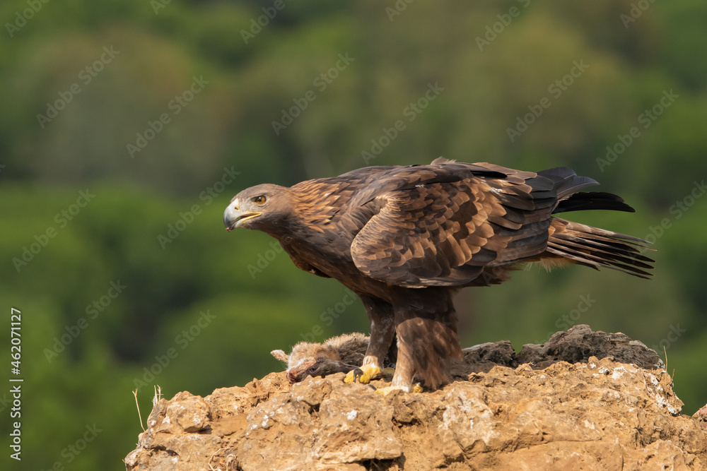 Fototapeta premium águila real comiendo sobre una gran roca (Aquila chrysaetos) Adamuz Córdoba Andalucía España 