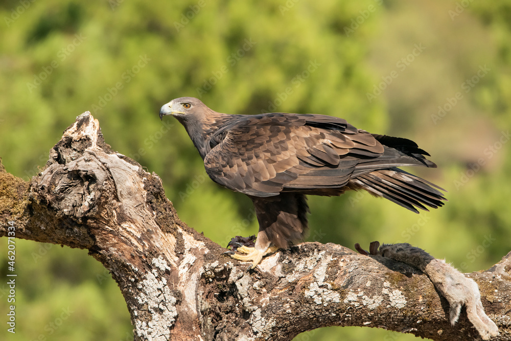 Naklejka premium águila real posada en un tronco seco con musgo y al fondo un pinar verde (Aquila chrysaetos) Adamuz Córdoba Andalucía España 