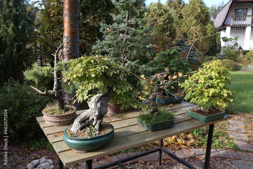 Bonsai, little tree in traditional Japanese garden. Bonsai tree. Bonsai ...