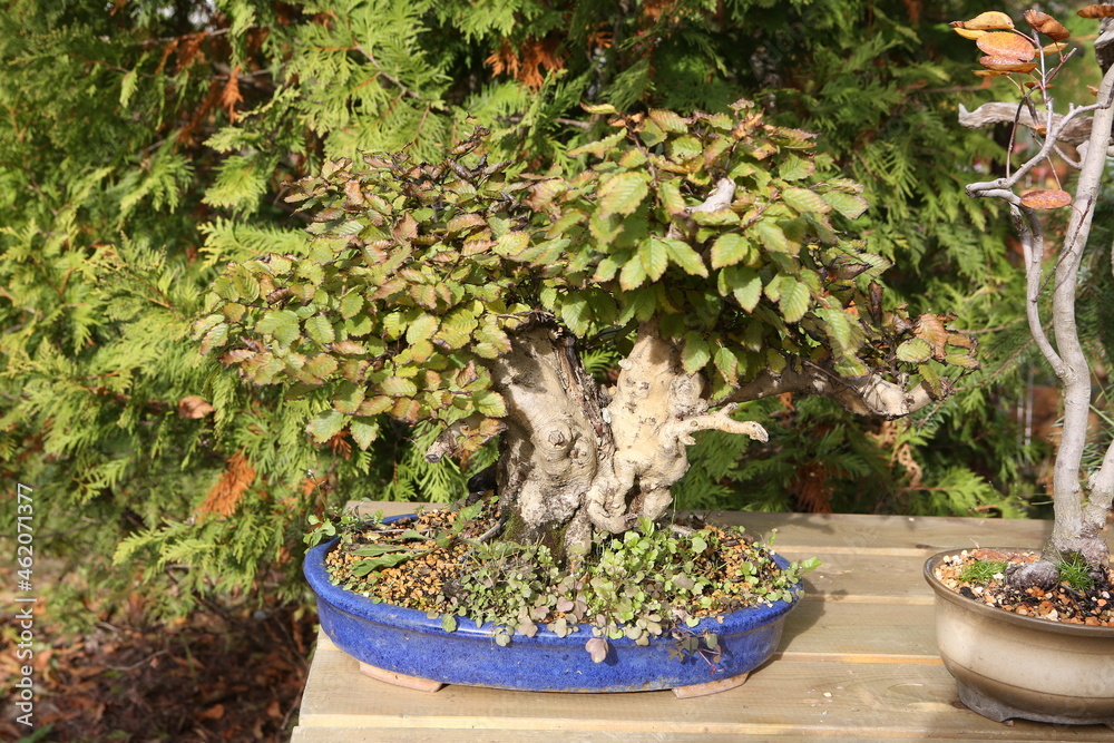 Bonsai, little tree in traditional Japanese garden. Bonsai tree. Bonsai ...