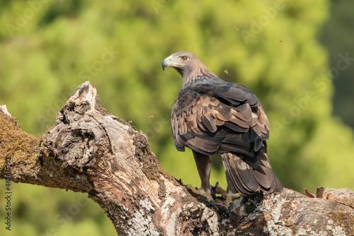 águila real posada en un viejo tronco con musgo (Aquila chrysaetos) Adamuz Córdoba Andalucía España	