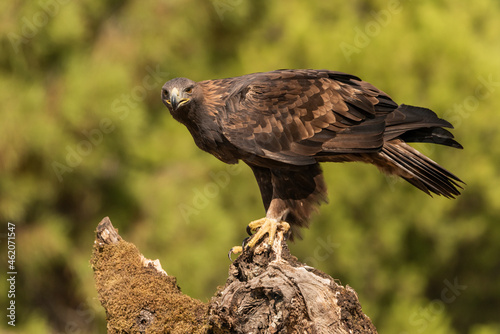 águila real en su posadero de perfil mirando a la cámara (Aquila chrysaetos) Adamuz Córdoba Andalucía España 