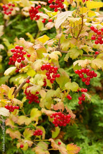 Natural autumn background with ripe viburnum fruits