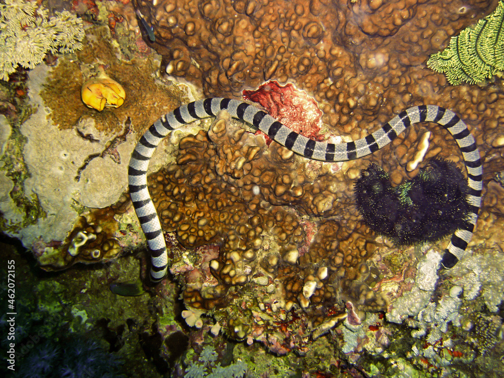 Banded Sea Krait (Laticauda Colubrina) in the filipino sea April 30, 2009