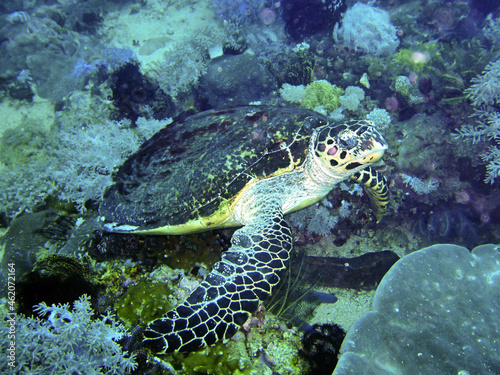 Sea Turtle (Chelonia) in the filipino sea January 5, 2012