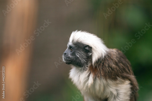 Äffchen Portrait