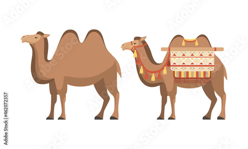  amel Domesticated Desert Caravan Animal with Saddle Vector Set