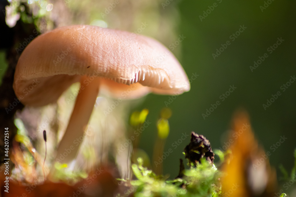 Big mushrooms in a forest found on mushrooming tour in autumn with brown foliage in backlight on the ground in mushroom season as delicious but possibly poisonous and dangerous forest fruit Big mushrooms in a forest found on mushrooming tour in autumn with brown foliage in backlight on the ground in mushroom season as delicious but possibly poisonous and dangerous forest fruit