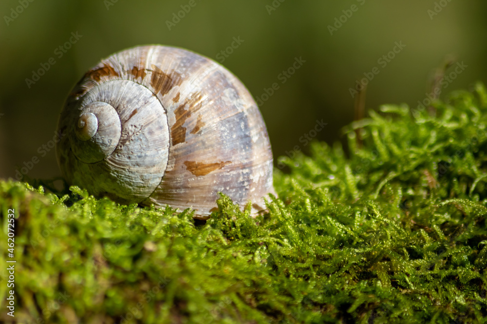 Encapsulated large garden snail, escargot or grapevine snail as mollusc and gastropod uses slime to defend against great heat in summer and hides in its shell in the garden as natural delicious food Encapsulated large garden snail, escargot or grapevine snail as mollusc and gastropod uses slime to defend against great heat in summer and hides in its shell in the garden as natural delicious food