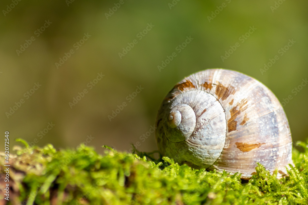 Encapsulated large garden snail, escargot or grapevine snail as mollusc and gastropod uses slime to defend against great heat in summer and hides in its shell in the garden as natural delicious food Encapsulated large garden snail, escargot or grapevine snail as mollusc and gastropod uses slime to defend against great heat in summer and hides in its shell in the garden as natural delicious food
