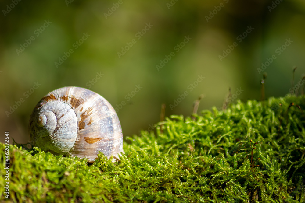 Encapsulated large garden snail, escargot or grapevine snail as mollusc and gastropod uses slime to defend against great heat in summer and hides in its shell in the garden as natural delicious food Encapsulated large garden snail, escargot or grapevine snail as mollusc and gastropod uses slime to defend against great heat in summer and hides in its shell in the garden as natural delicious food