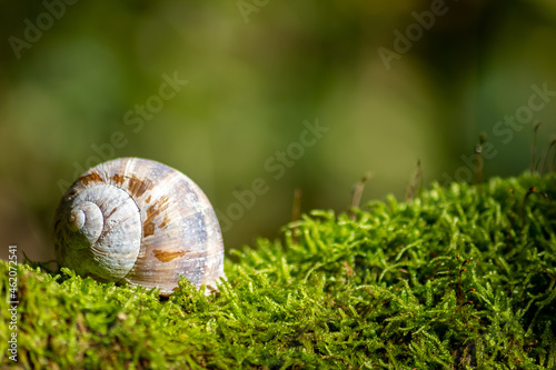 Encapsulated large garden snail, escargot or grapevine snail as mollusc and gastropod uses slime to defend against great heat in summer and hides in its shell in the garden as natural delicious food