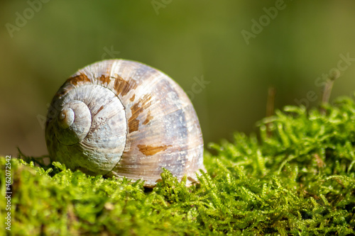 Encapsulated large garden snail, escargot or grapevine snail as mollusc and gastropod uses slime to defend against great heat in summer and hides in its shell in the garden as natural delicious food