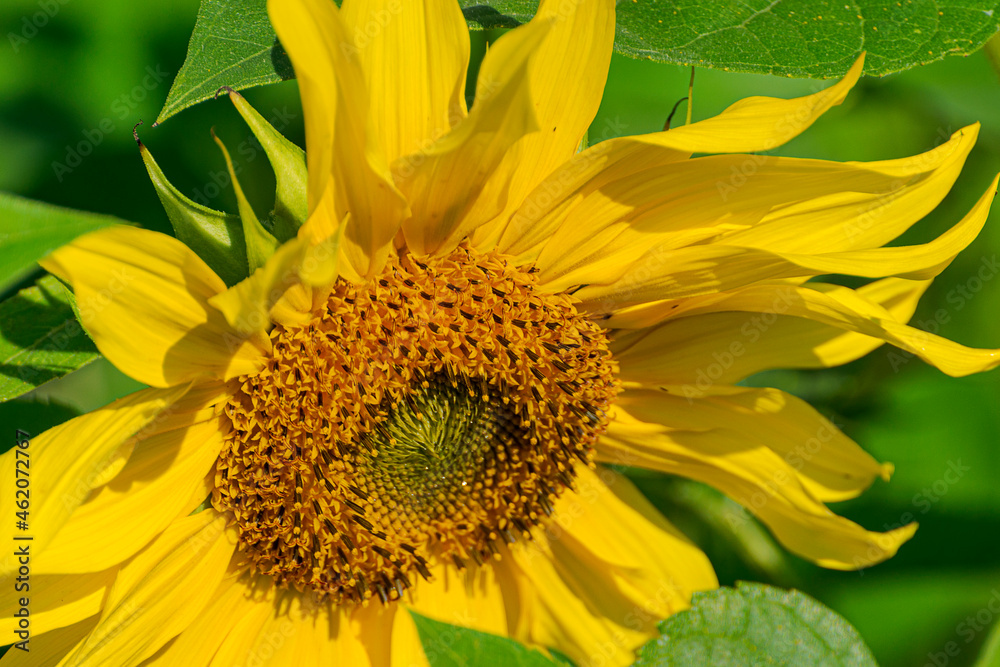 Naklejka premium The sunflower is an amazing flower that always looks towards the sun.