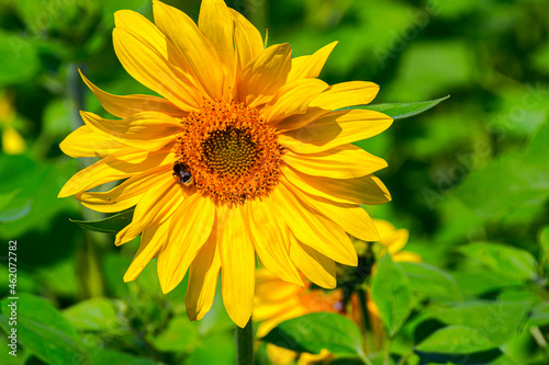 The sunflower is an amazing flower that always looks towards the sun.