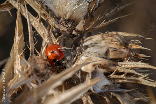 Ladybug in its natural environment. © Eduardo Estellez