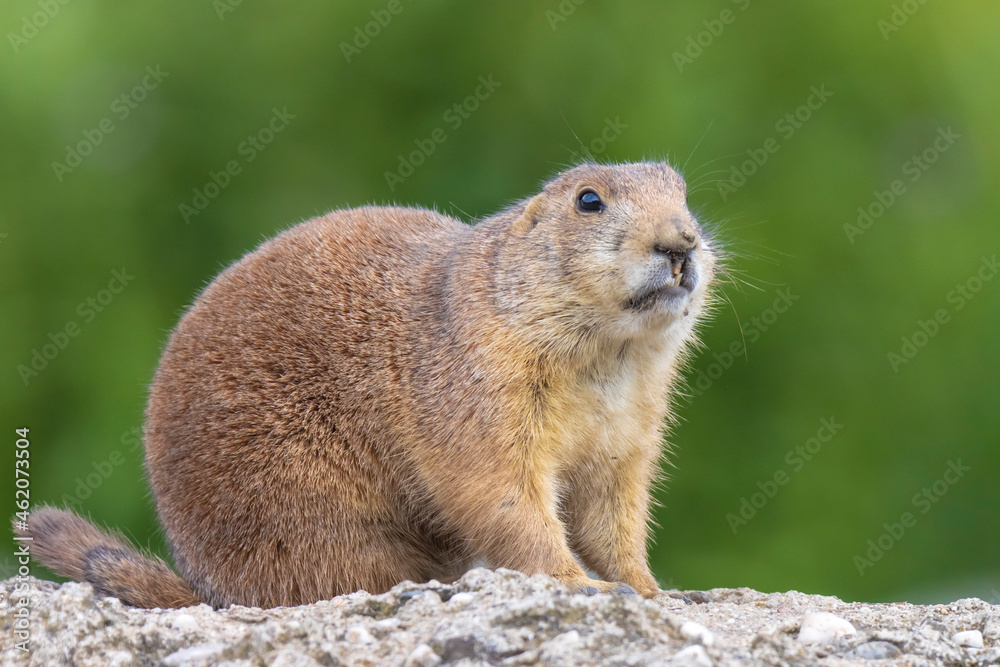 Black-tailed prairie dog Cynomys ludovicianus eating vegtables