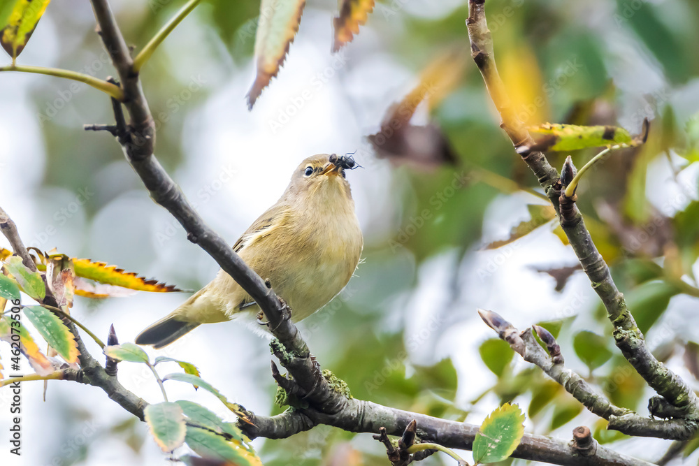 Obraz premium Common chiffchaff bird Phylloscopus collybita
