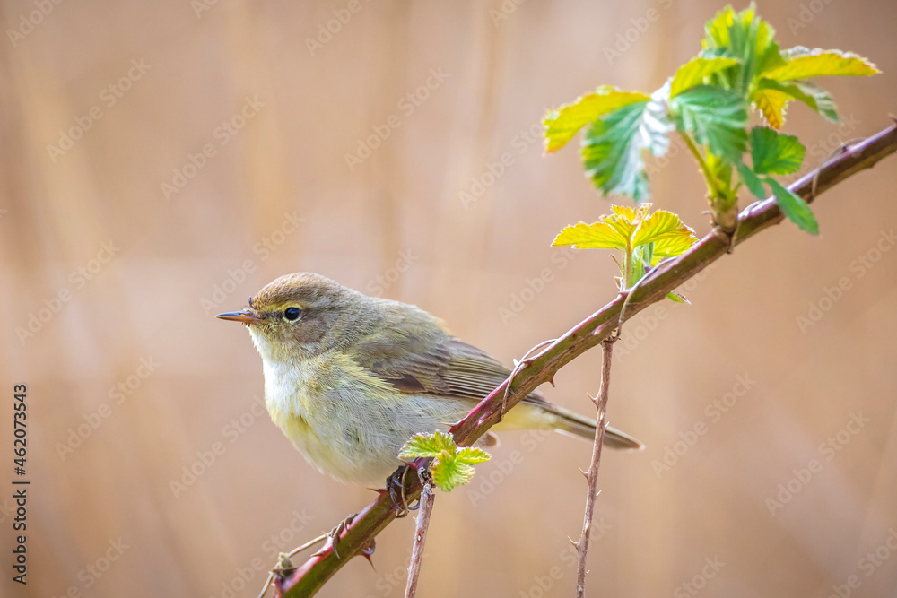 Obraz premium Common chiffchaff bird Phylloscopus collybita