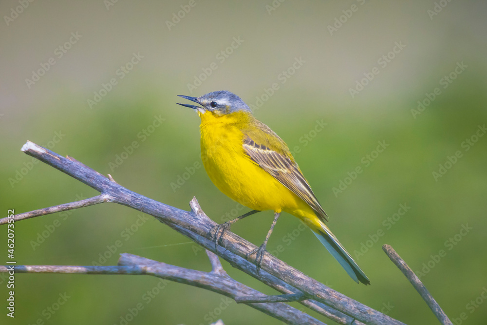 Closeup of a male western yellow wagtail bird Motacilla flava singing