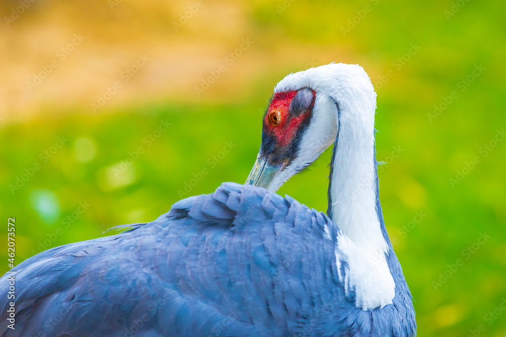 Fototapeta premium Closeup of a white-naped crane, Antigone vipio, Grus vipio, bird,