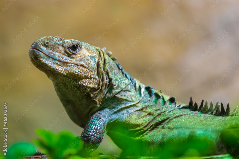 tenosaura bakeri or Utila spiny-tailed iguana, Baker's spinytail iguana, swamper or wishiwilly del suampo
