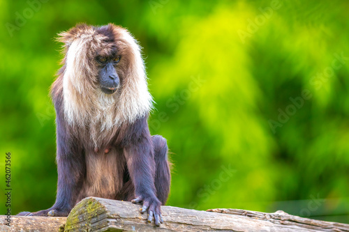 Lion-tailed macaque, Macaca silenus, in a forest