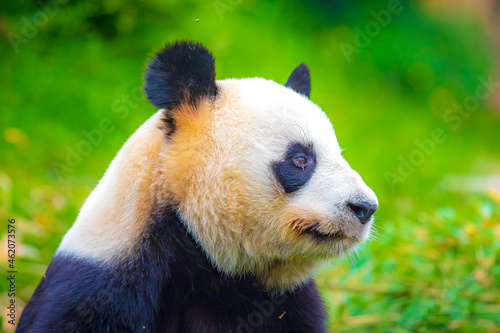 Giant Panda Ailuropoda melanoleuca  feeding on bamboo