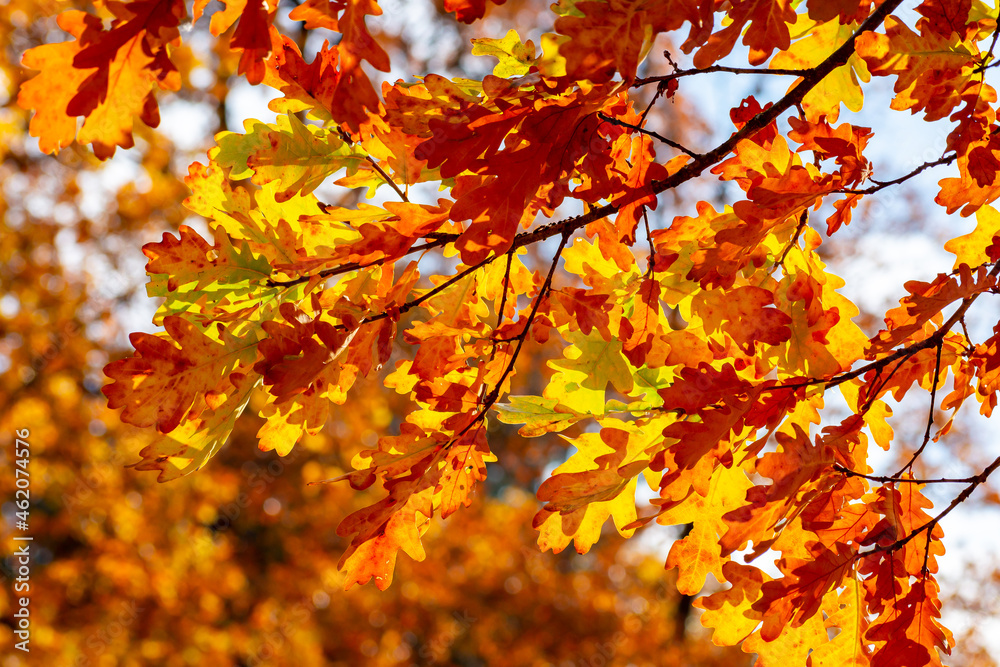 Oak tree leaves under evening sun in autumn Oak tree leaves under evening sun in autumn