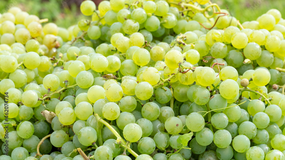 Harvested blue grapes in crates near vineyard in autumn Harvested blue grapes in crates near vineyard in autumn