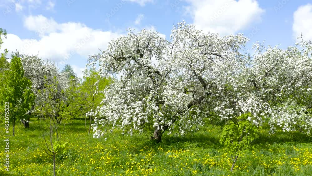 Aerial view on blooming apple trees in the spring garden.
Aerial view on blooming apple trees in the spring garden.