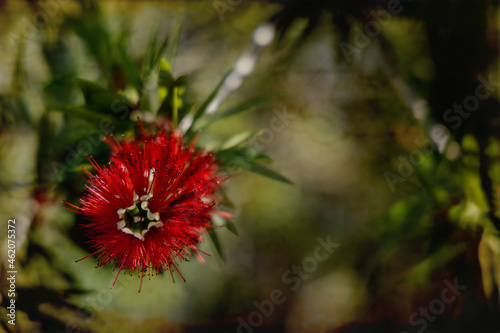 Macro Bottlebrush on Soft Antique Background