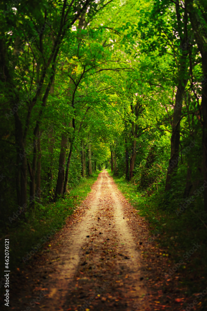 Beautiful Path Through Woods In Autumn Fall Season