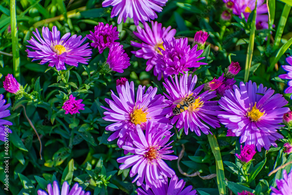 Purple flowers of asters, on a flowerbed outside Purple flowers of asters, on a flowerbed outside
